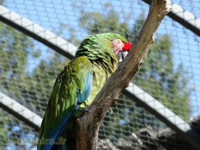 Ara militaire - 2018