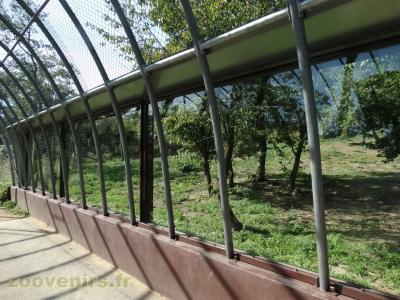 Loup à crinière - 2018