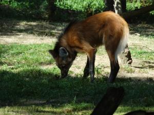 Loup à crinière