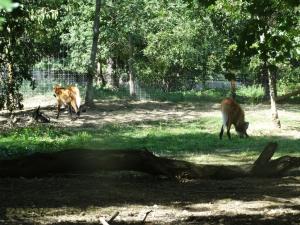 Loup à crinière 