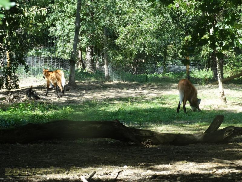 Loup à crinière 