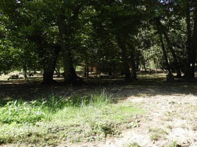 Loup à crinière - 2018