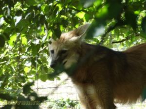Loup à crinière 