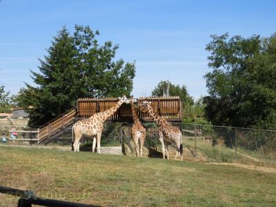 Girafe de Rothschild - 2018