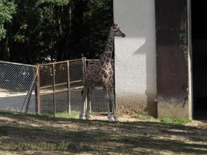 Girafe