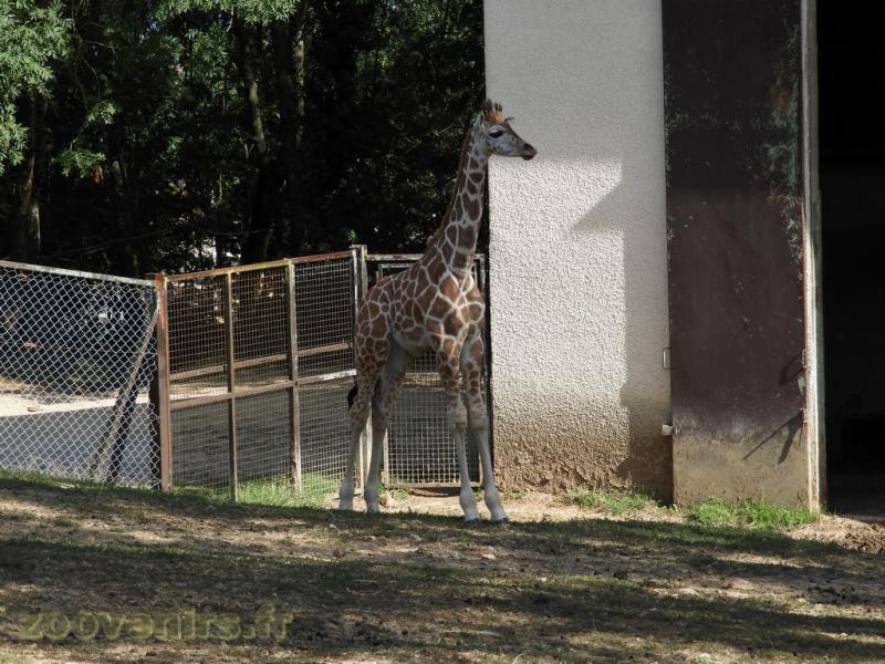Girafe