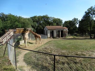 Girafe de Rothschild - 2018