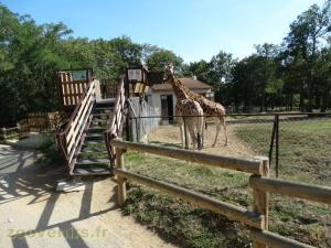 Girafe
