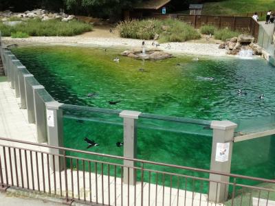 Manchot du Cap - 2018