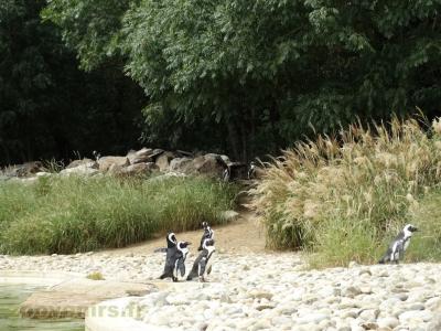 Manchot du Cap - 2018