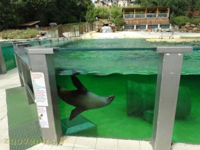 Otarie de Californie - 2018