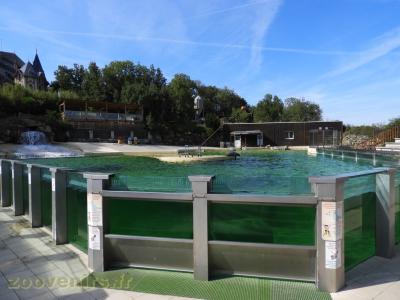 Otarie de Californie - 2018