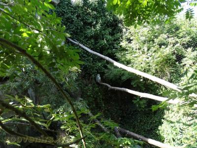 Harfang des neiges - 2018