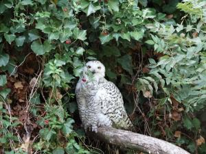 Harfang des neiges
