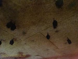 Chauve-souris 