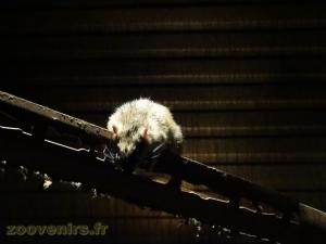 Rat