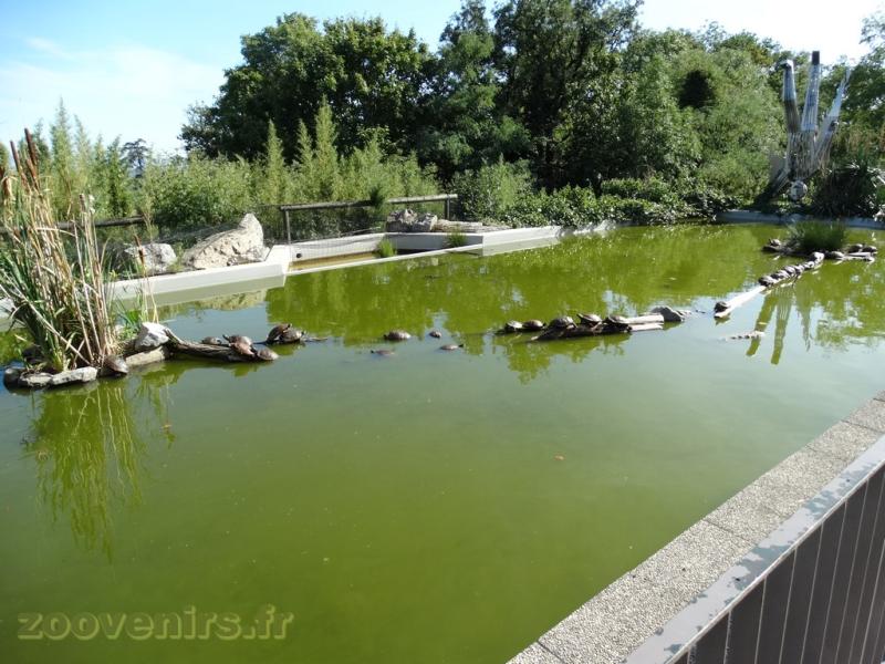 Tortue de Floride