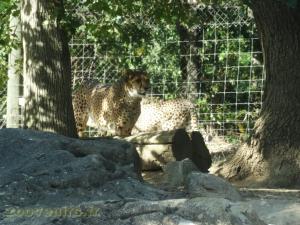 Guépard