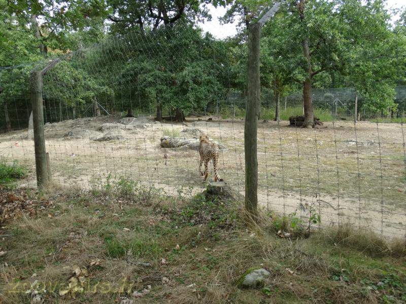 Guépard