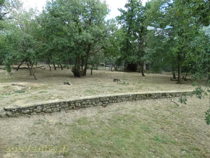 Guépard