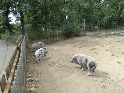 La ferme de Léonie - 2018