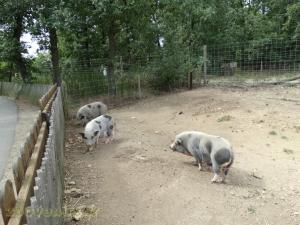 La ferme de Léonie