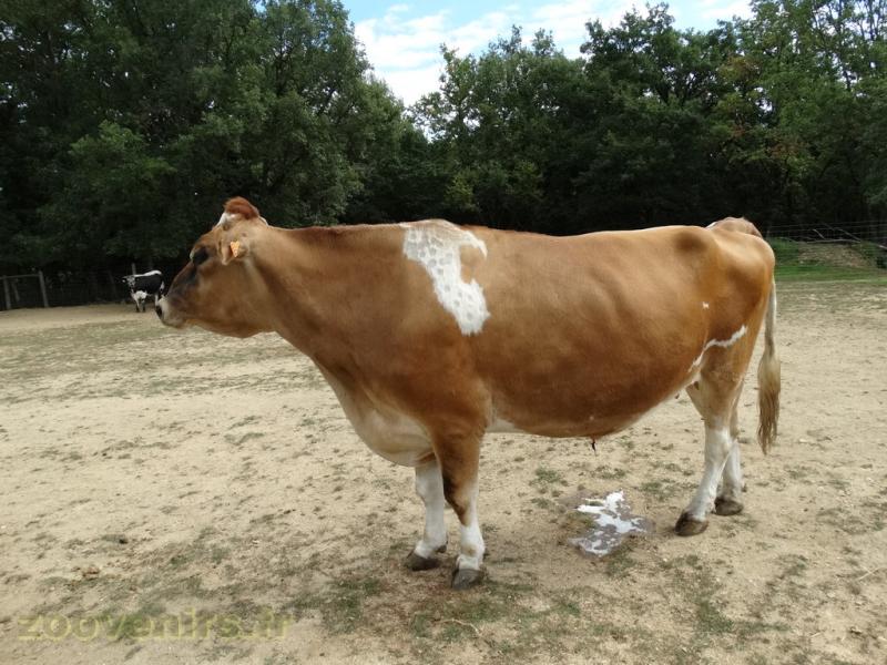 La ferme de Léonie