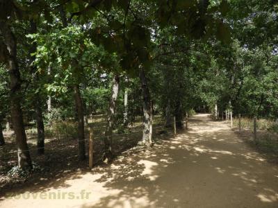 Lémur catta - Maki vari roux - 2018