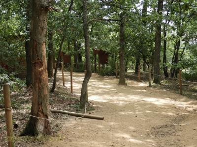 Lémur catta - Maki vari roux - 2018