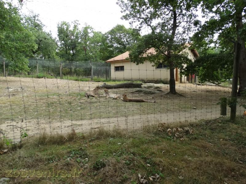 Guépard