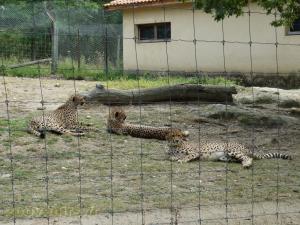 Guépard