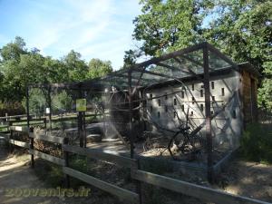 Perruche callopsite