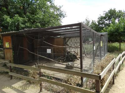 Perruche callopsite - 2018