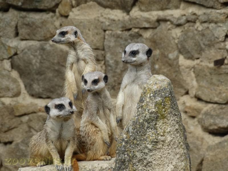 Suricate 