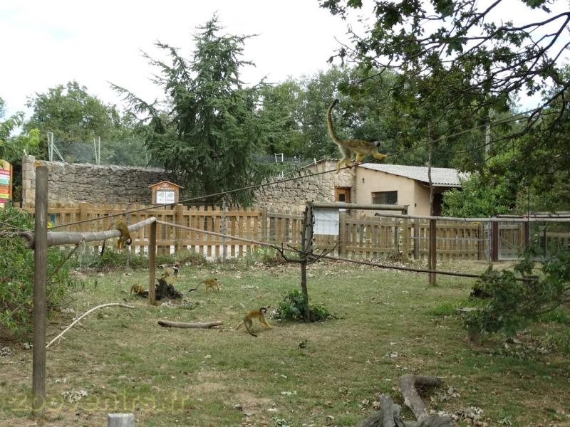 Saïmiri