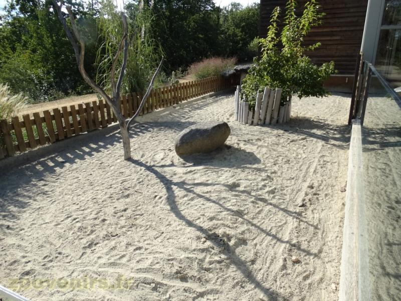 Tortue sillonnée