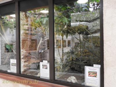 Serpent des blé - Phelsuma - 2018