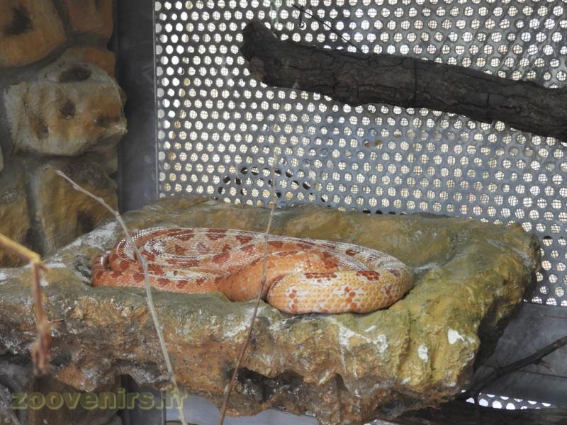 Serpent des blé
