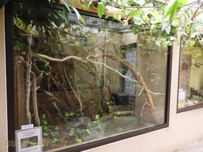 Serpent rattier des mangroves - 2018