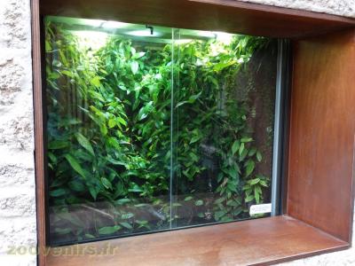 Dendrobate auratus - 2018