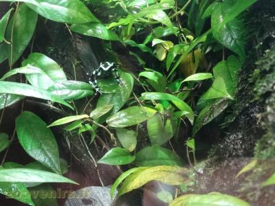 Dendrobate auratus - 2018