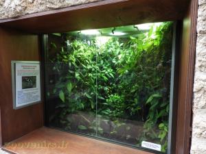 Dendrobate doré