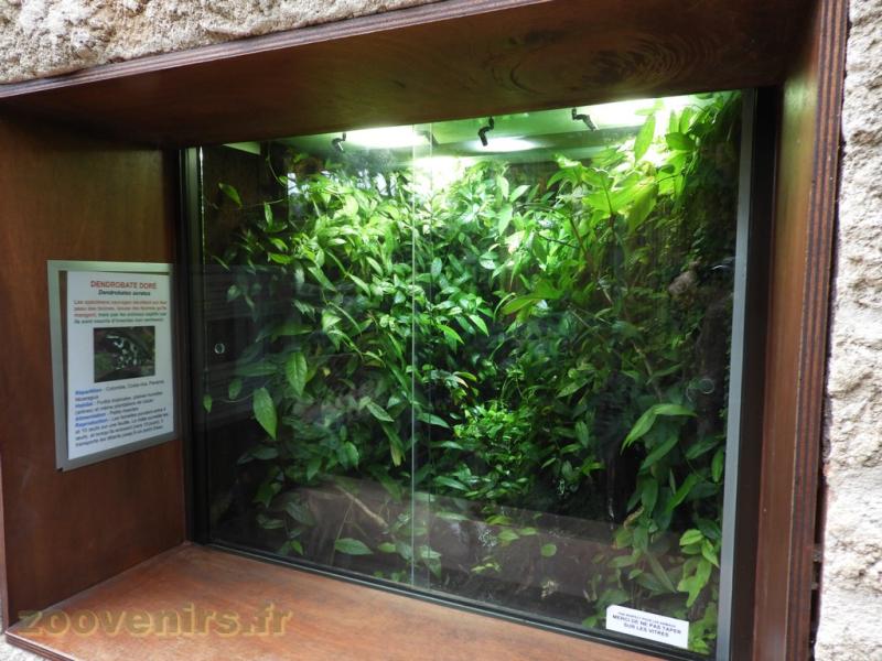 Dendrobate doré