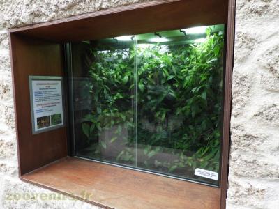 Dendrobate jaune et noir - Epipedobate tricolore - 2018