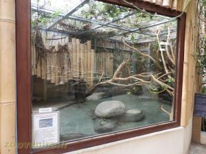 Crocodile nain