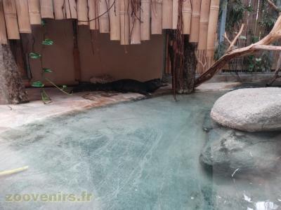 Crocodile nain - 2018