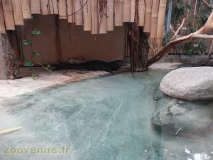 Crocodile nain