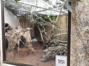 Boa constrictor