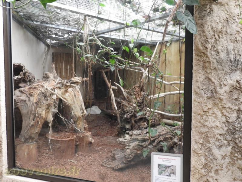 Boa constrictor