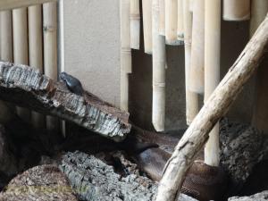 Python à queue courte
